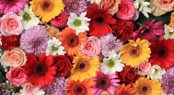 7 Flores fáceis de cuidar para começar um jardim em casa